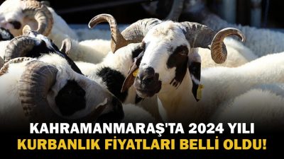 Kurban Bayramı’na az bir süre kala, Kahramanmaraş'ta 2024 yılı kurbanlık