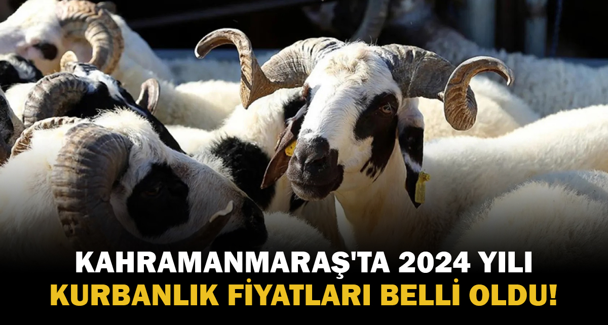Kurban Bayramı’na az bir süre kala, Kahramanmaraş'ta 2024 yılı kurbanlık