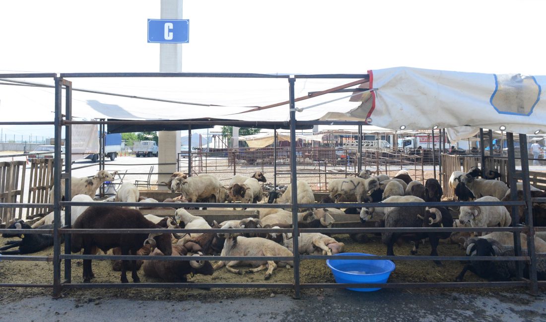 Canlı Hayvan Borsası’nda Besiciler Yerini Almaya Başladı Yaklaşan Kurban Bayramı öncesi besiciler Canlı Hayvan Borsası’nda yerini almaya