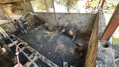 Kahramanmaraş’ın onikiŞubat ilçesi Altınova Mahallesi’nde çıkan yangında bir ahır kullanılamaz