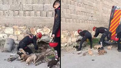 Kahramanmaraş’ın Dulkadiroğlu ilçesine bağlı Bahçelievler Mahallesi'nde su giderine sıkışan yavru