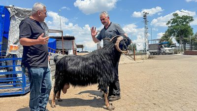 Kurbanlık Alışverişinde Son Mesai: Kahramanmaraş Canlı Hayvan Borsası Dolup Taştı Kahramanmaraş’ta Kurban Bayramı öncesi hareketlilik doruğa ulaştı. Bayrama saatler kala