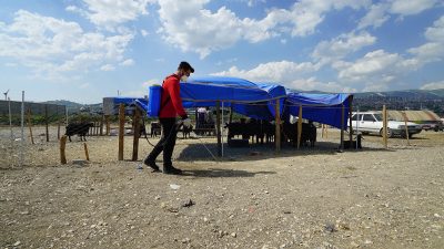 Büyükşehir’den Bayram Mesaisi; Temizlik ve İlaçlama Aralıksız Sürüyor Büyükşehir Belediyesi, Kurban Bayramı süresince çevre temizliği, hayvansal atıkların toplanması,